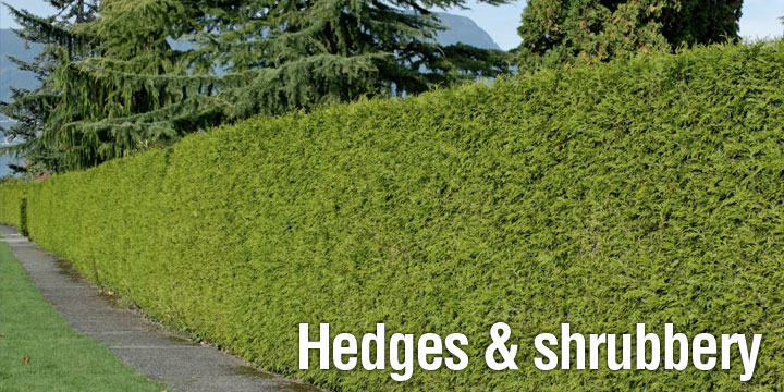 Hedges and shrubbery